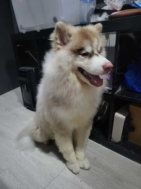 Ahboy - Husky + Siberian Husky Dog