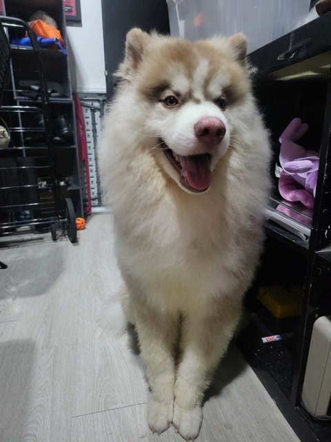 Ahboy - Husky + Siberian Husky Dog