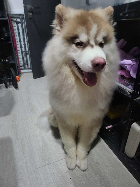 Ahboy - Husky + Siberian Husky Dog