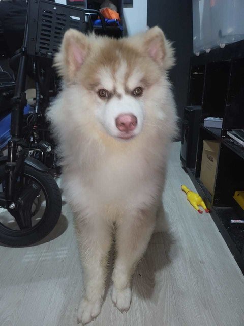 Ahboy - Husky + Siberian Husky Dog