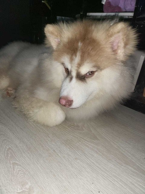 Ahboy - Husky + Siberian Husky Dog