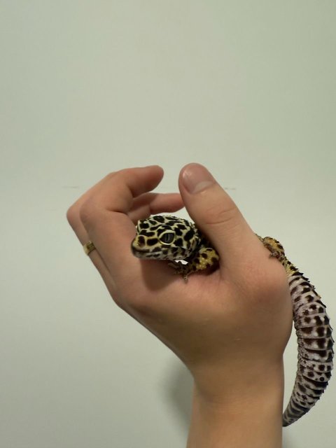 Tiger  - Gecko Reptile