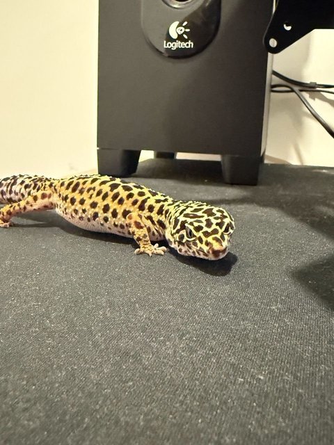 Tiger  - Gecko Reptile