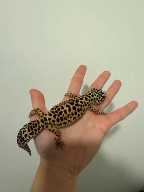 Tiger  - Gecko Reptile