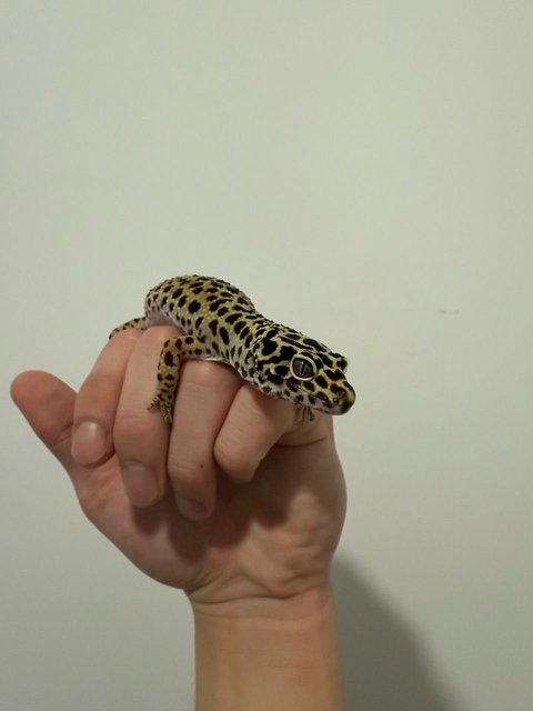 Tiger  - Gecko Reptile