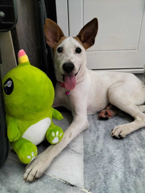 Mimi..  - Australian Cattle Dog/Blue Heeler Mix Dog