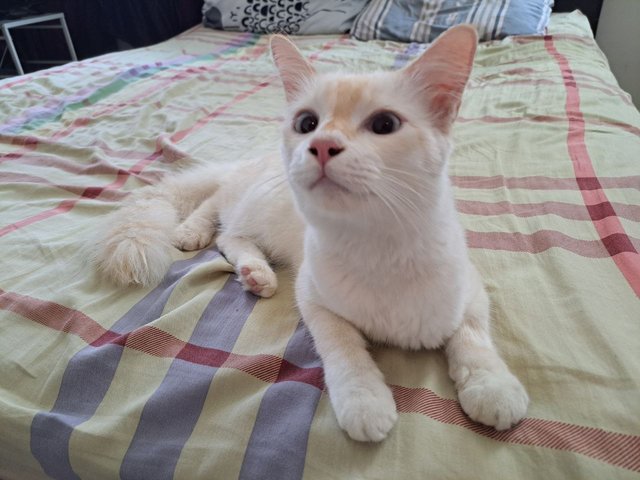 Suki - Domestic Short Hair + Turkish Angora Cat