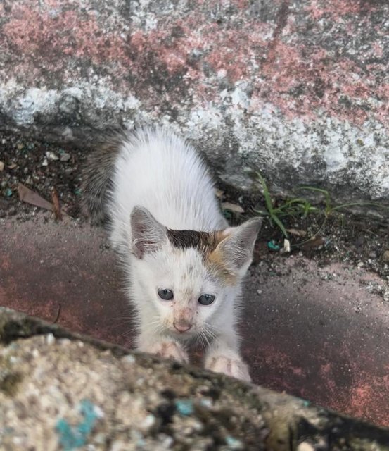 Baby - Domestic Medium Hair Cat