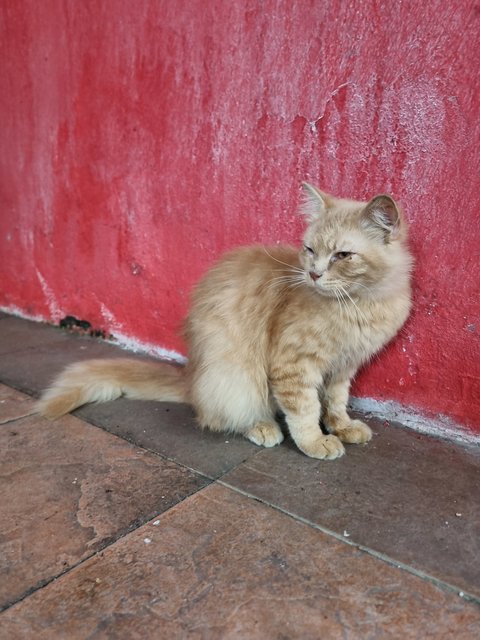 Ian - Persian + Maine Coon Cat