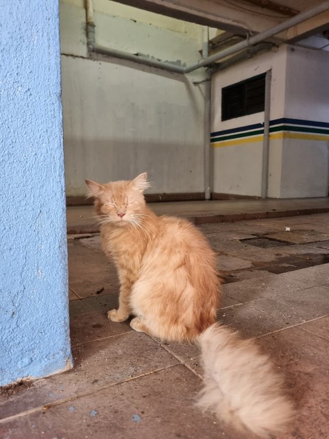 Ian - Persian + Maine Coon Cat