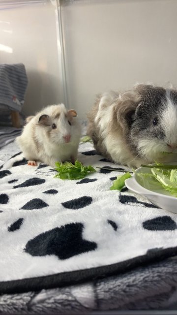 Marshmallow - Guinea Pig Small & Furry