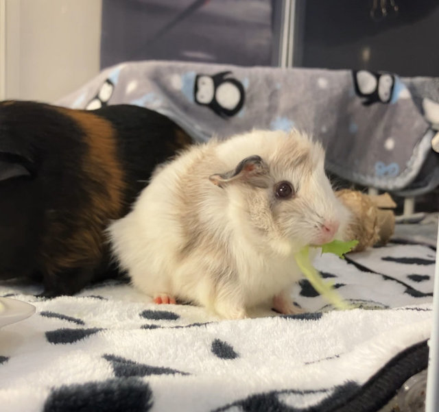 Marshmallow - Guinea Pig Small & Furry