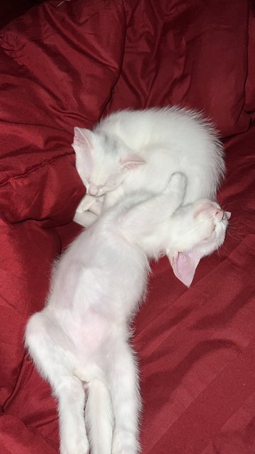 Zahrah Zaid - Turkish Angora Cat