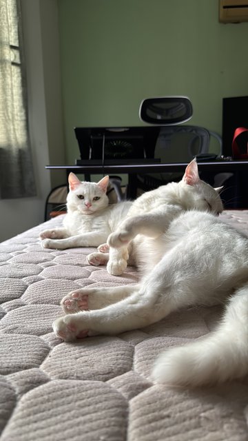 Zahrah Zaid - Turkish Angora Cat