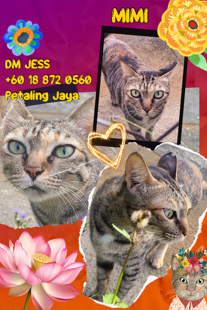 Mimi (Neutered) - Domestic Short Hair Cat