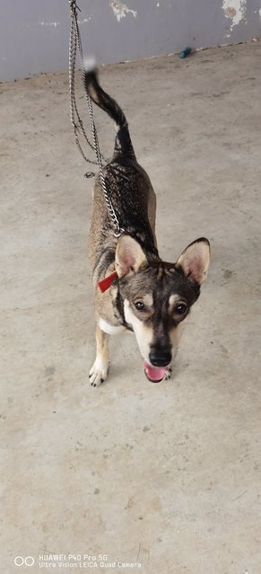 Viviv - German Shepherd Dog + Husky Dog