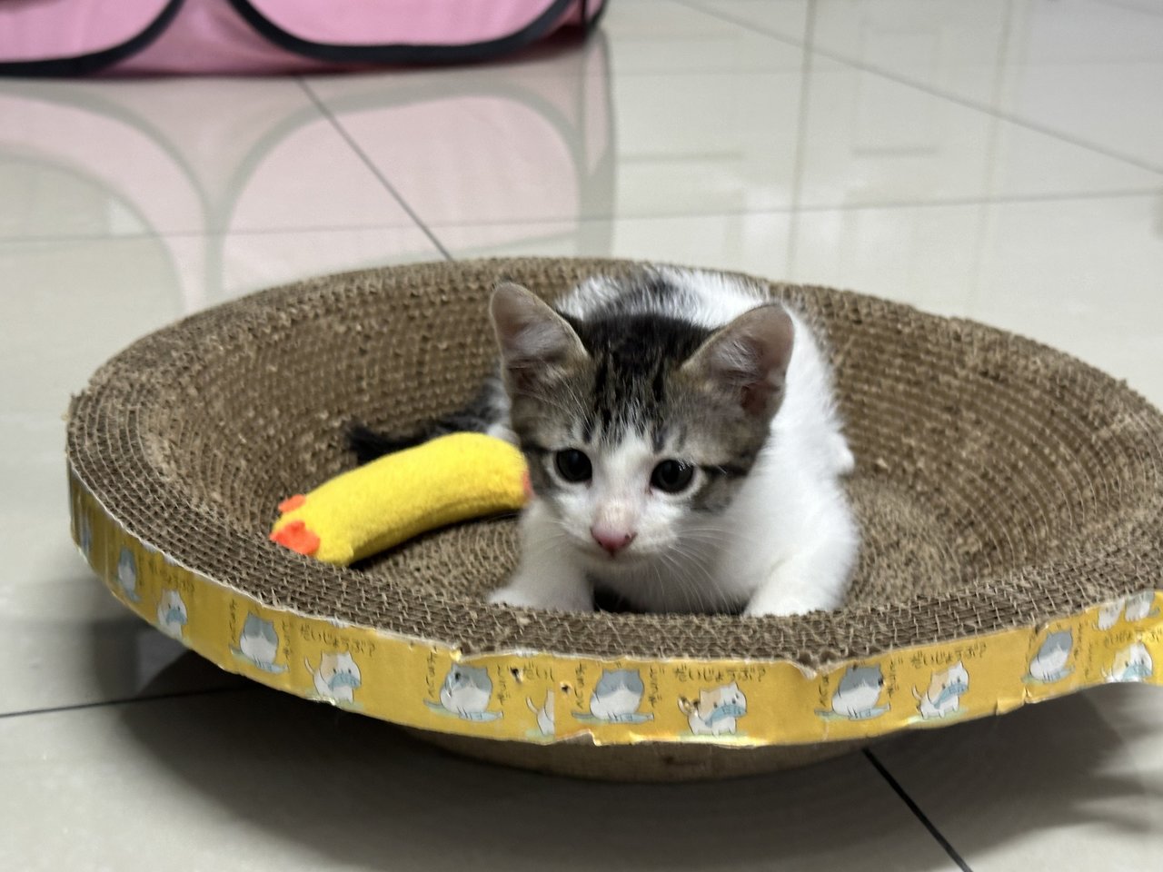 Milky  - Domestic Short Hair Cat