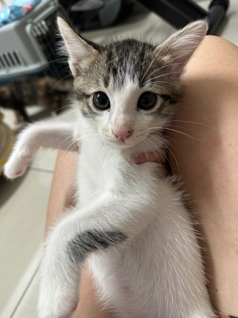 Milky  - Domestic Short Hair Cat