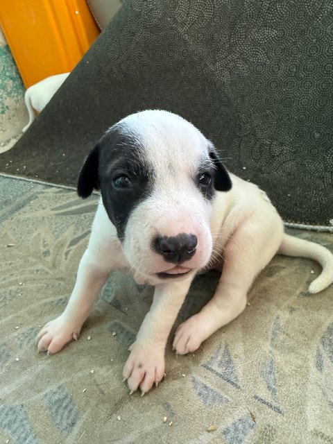 Puppy 49 - Mixed Breed Dog