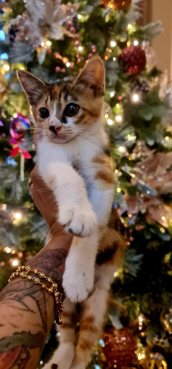 Colorful Carolina  - Domestic Short Hair Cat