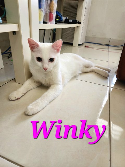 Tinky &amp; Winky - Domestic Short Hair Cat