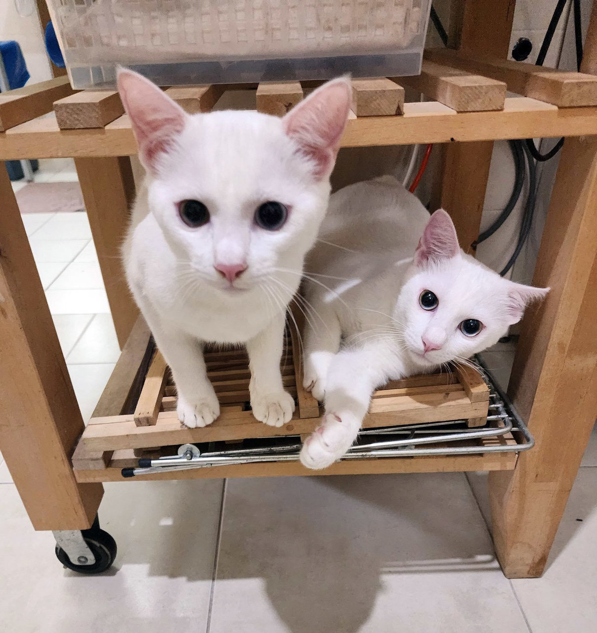 Tinky &amp; Winky - Domestic Short Hair Cat