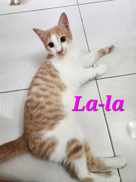 Poh &amp; La-la – A Playful Duo - Domestic Short Hair Cat