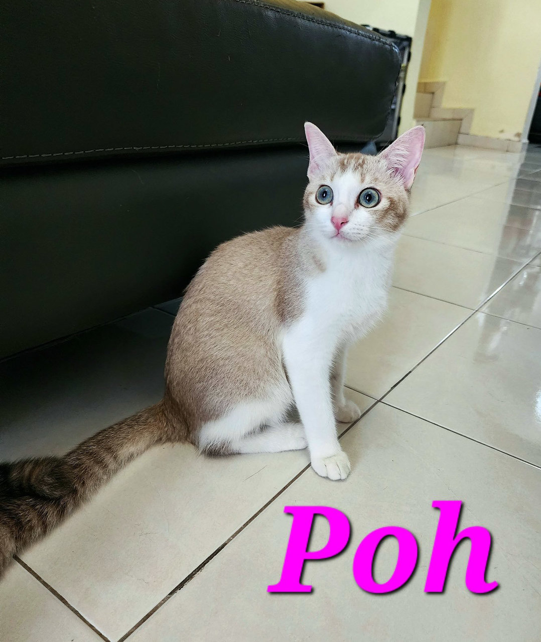 Poh &amp; La-la – A Playful Duo - Domestic Short Hair Cat