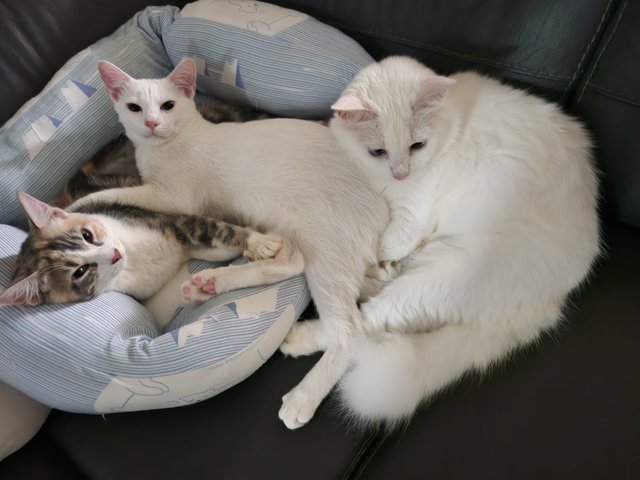 Mama Lolly &amp; Daisy – A Loving Mother-duo - Domestic Long Hair + Domestic Short Hair Cat