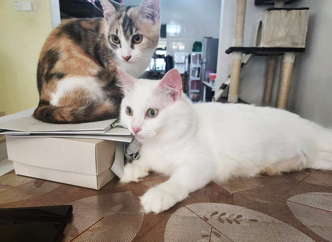 Mama Lolly &amp; Daisy – A Loving Mother-duo - Domestic Long Hair + Domestic Short Hair Cat