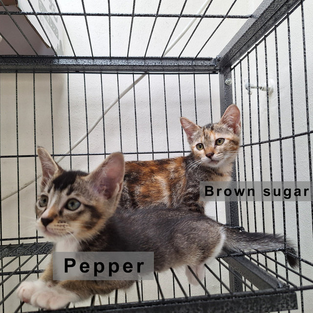 Pepper &amp; Brown Sugar - Domestic Short Hair + Domestic Medium Hair Cat