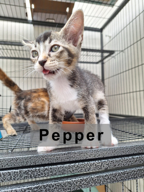 Pepper &amp; Brown Sugar - Domestic Short Hair + Domestic Medium Hair Cat