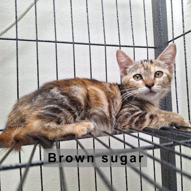 Pepper &amp; Brown Sugar - Domestic Short Hair + Domestic Medium Hair Cat