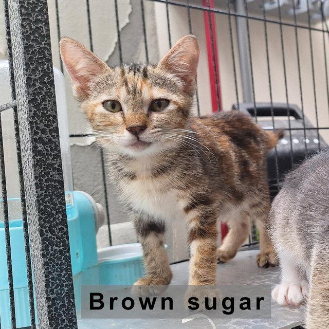 Pepper &amp; Brown Sugar - Domestic Short Hair + Domestic Medium Hair Cat