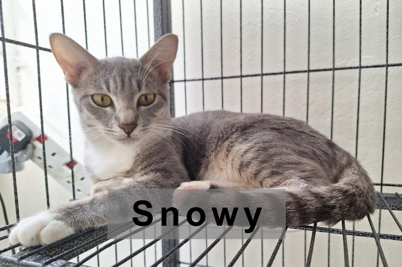 Snowy - Domestic Short Hair Cat