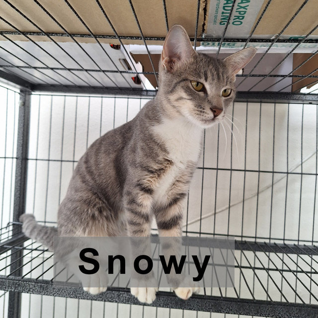 Snowy - Domestic Short Hair Cat