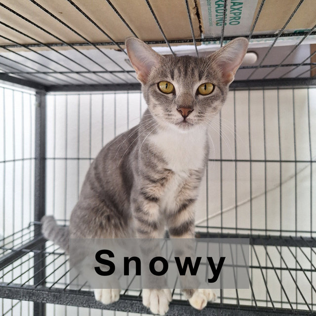 Snowy - Domestic Short Hair Cat