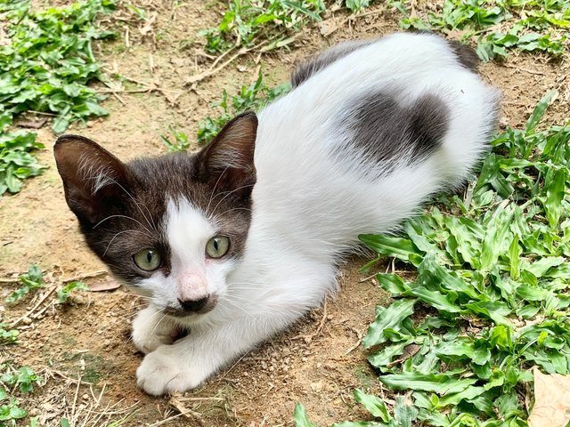 5 Adorables - Domestic Short Hair Cat