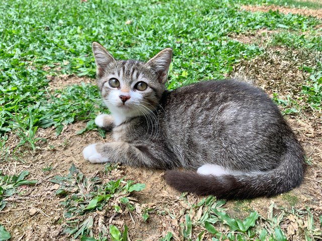 5 Adorables - Domestic Short Hair Cat