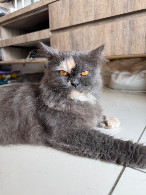 Luna - Persian Cat