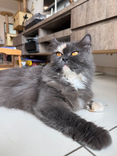 Luna - Persian Cat