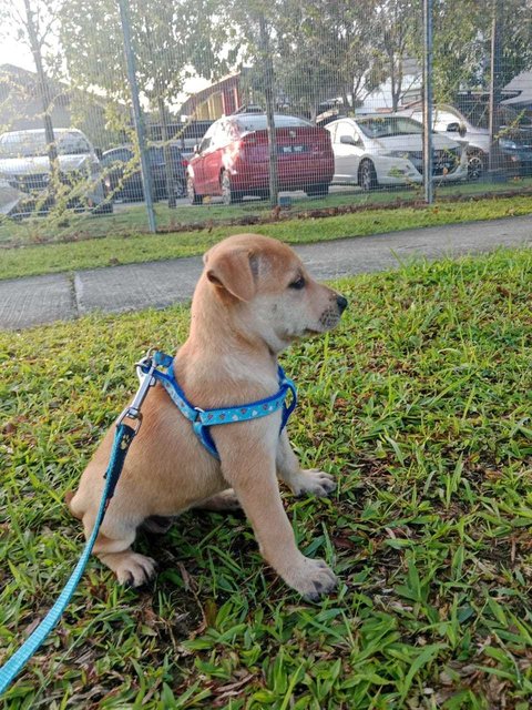 Orange Puppy - Mixed Breed Dog