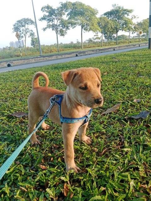 Orange Puppy - Mixed Breed Dog