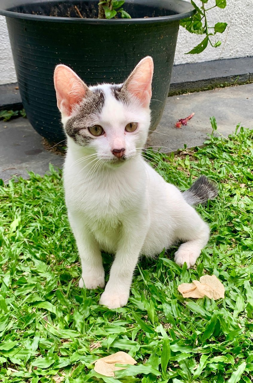 Eeny - Domestic Short Hair Cat