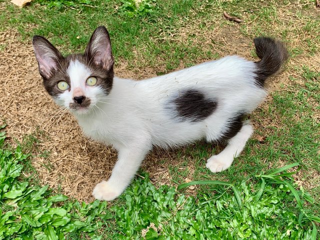 Mini - Domestic Short Hair Cat