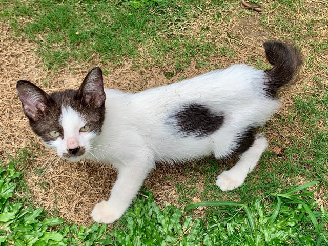 Mini - Domestic Short Hair Cat