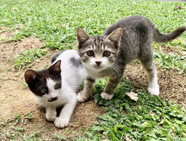 Mini - Domestic Short Hair Cat