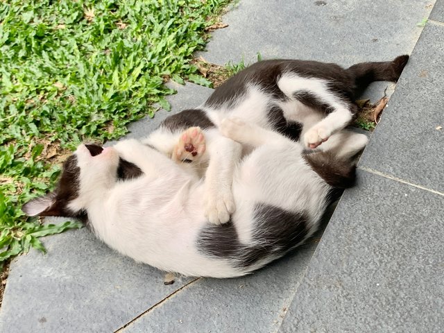 Mini - Domestic Short Hair Cat