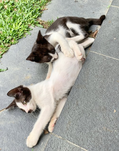 Mini - Domestic Short Hair Cat