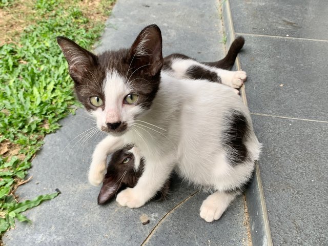 Mini - Domestic Short Hair Cat